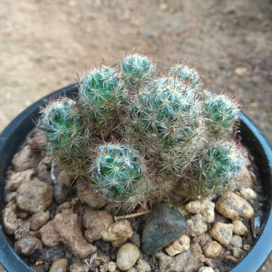  Mammillaria Prolifera Silver Cluster Cactus Plant