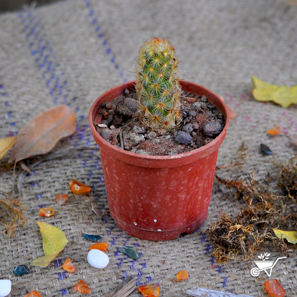  Mammillaria Elongata Golden Star Cactus Plant