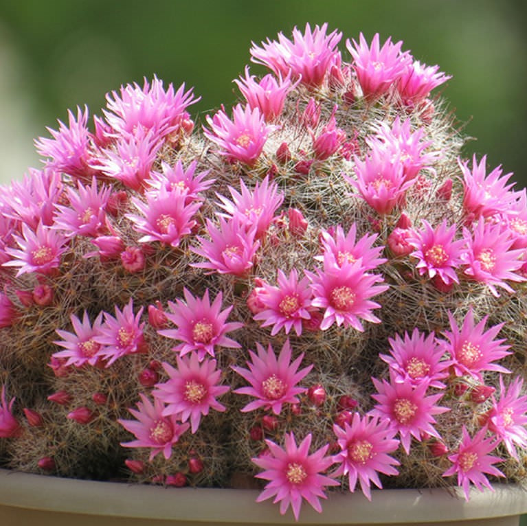  Mammillaria Zeilmanniana Rose Pincushion Cactus Plant