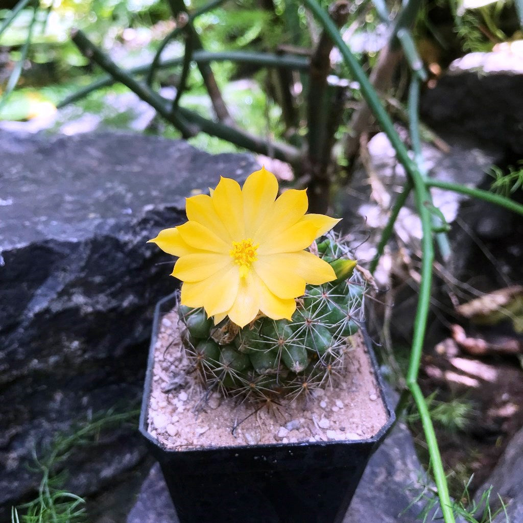  Mammillaria Beneckei Cactus Plant
