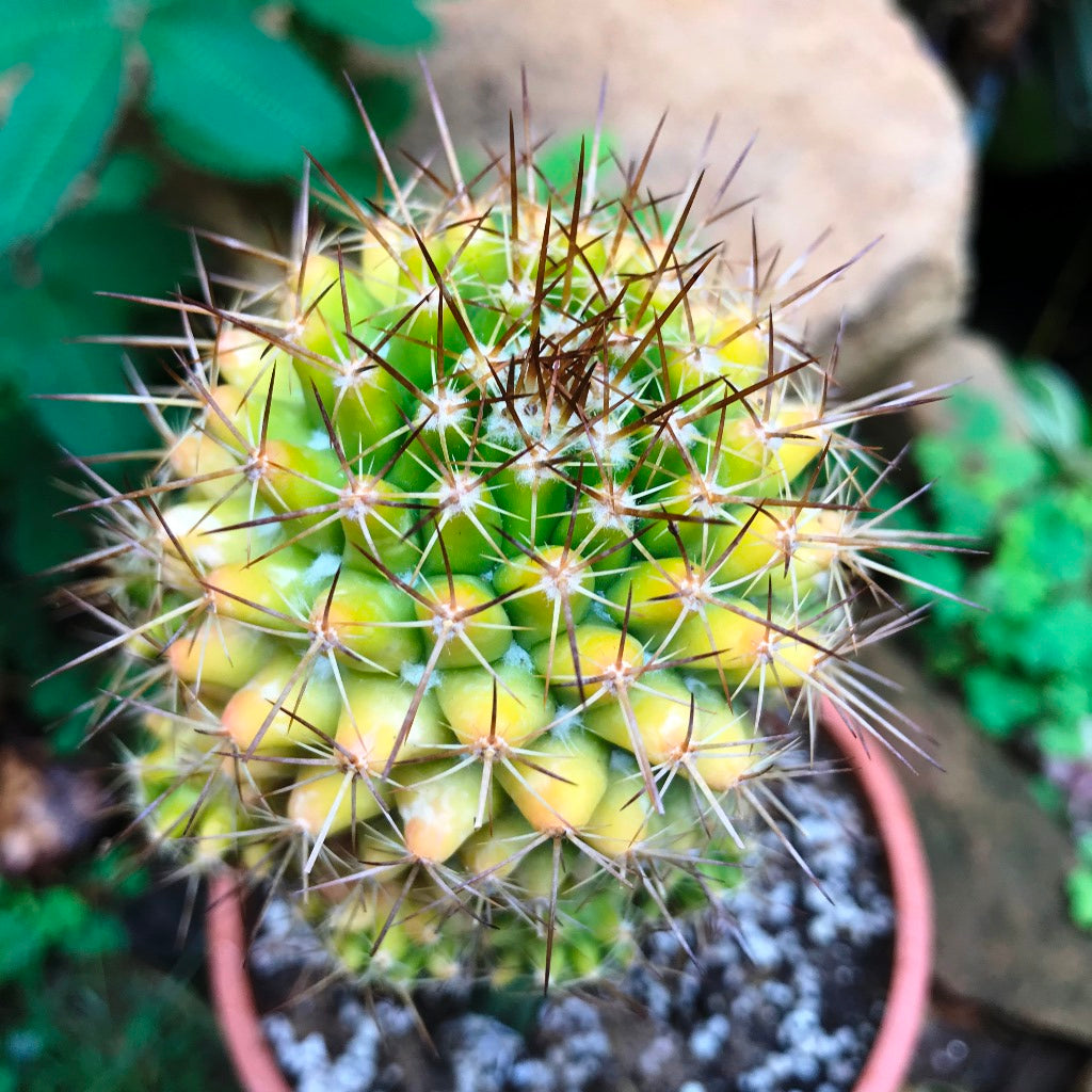  Mammillaria Compressa F. Variegata Cactus Plant