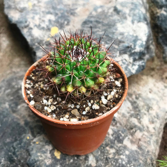  Mammillaria Confusa Cactus Plant