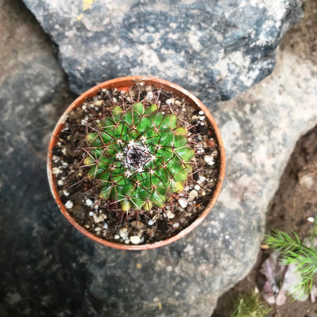  Mammillaria Confusa Cactus Plant