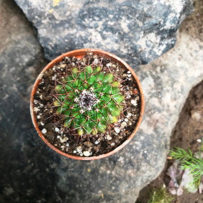  Mammillaria Confusa Cactus Plant