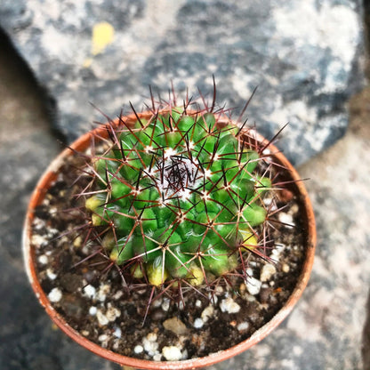  Mammillaria Confusa Cactus Plant
