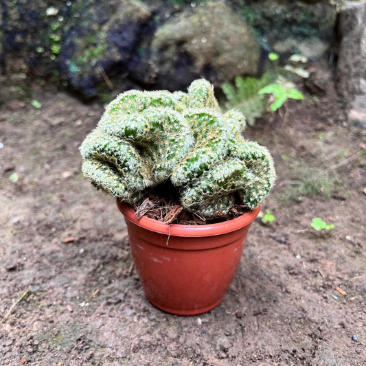  Mammillaria Elongata 'Cristata' Cactus Plant