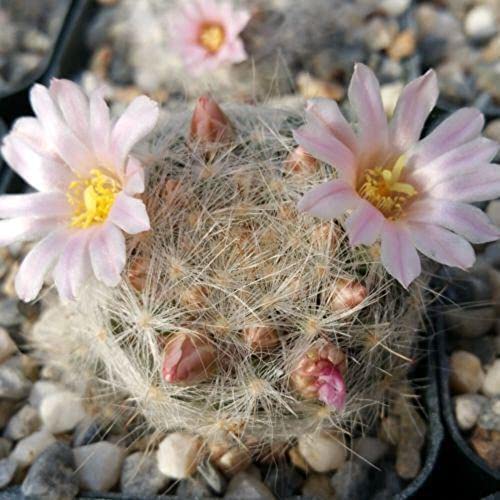  Mammillaria Glassii Ascensionis Cactus Plant
