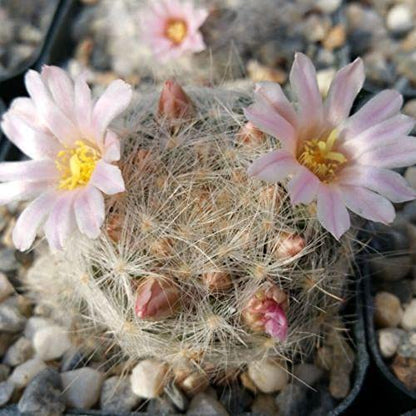  Mammillaria Glassii Ascensionis Cactus Plant