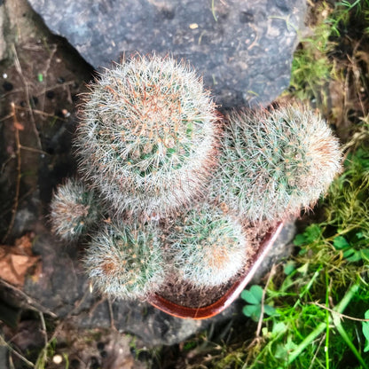  Mammillaria Matudae Clump Cactus Plant