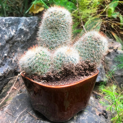  Mammillaria Matudae Clump Cactus Plant