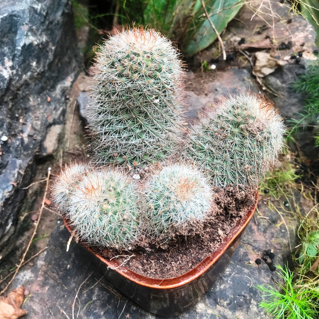  Mammillaria Matudae Clump Cactus Plant