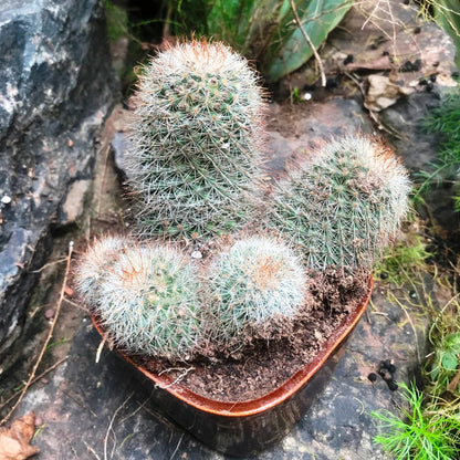  Mammillaria Matudae Clump Cactus Plant