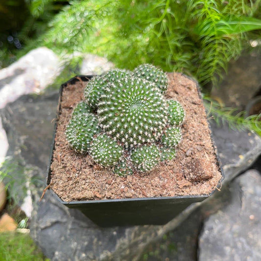  Mammillaria Painteri Monstrous Cactus Plant
