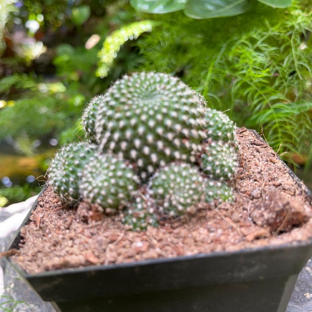  Mammillaria Painteri Monstrous Cactus Plant