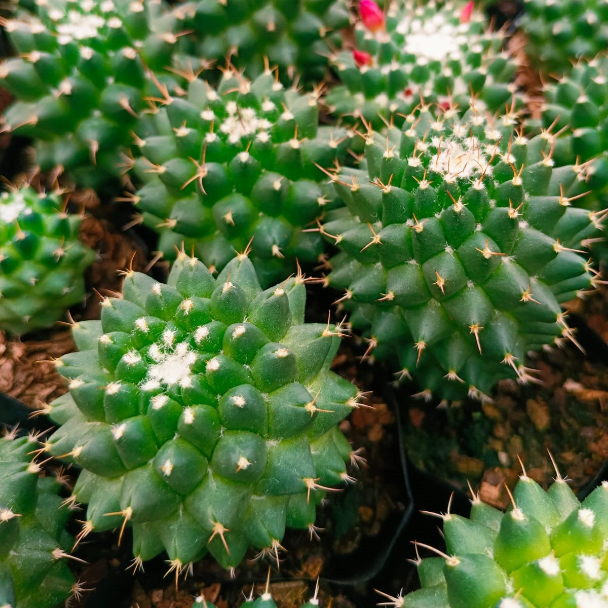  Mammillaria Polythele Toluca Cactus Plant