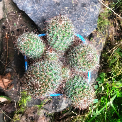  Mammillaria Spinosissima Rubrispina Clump Cactus Plant