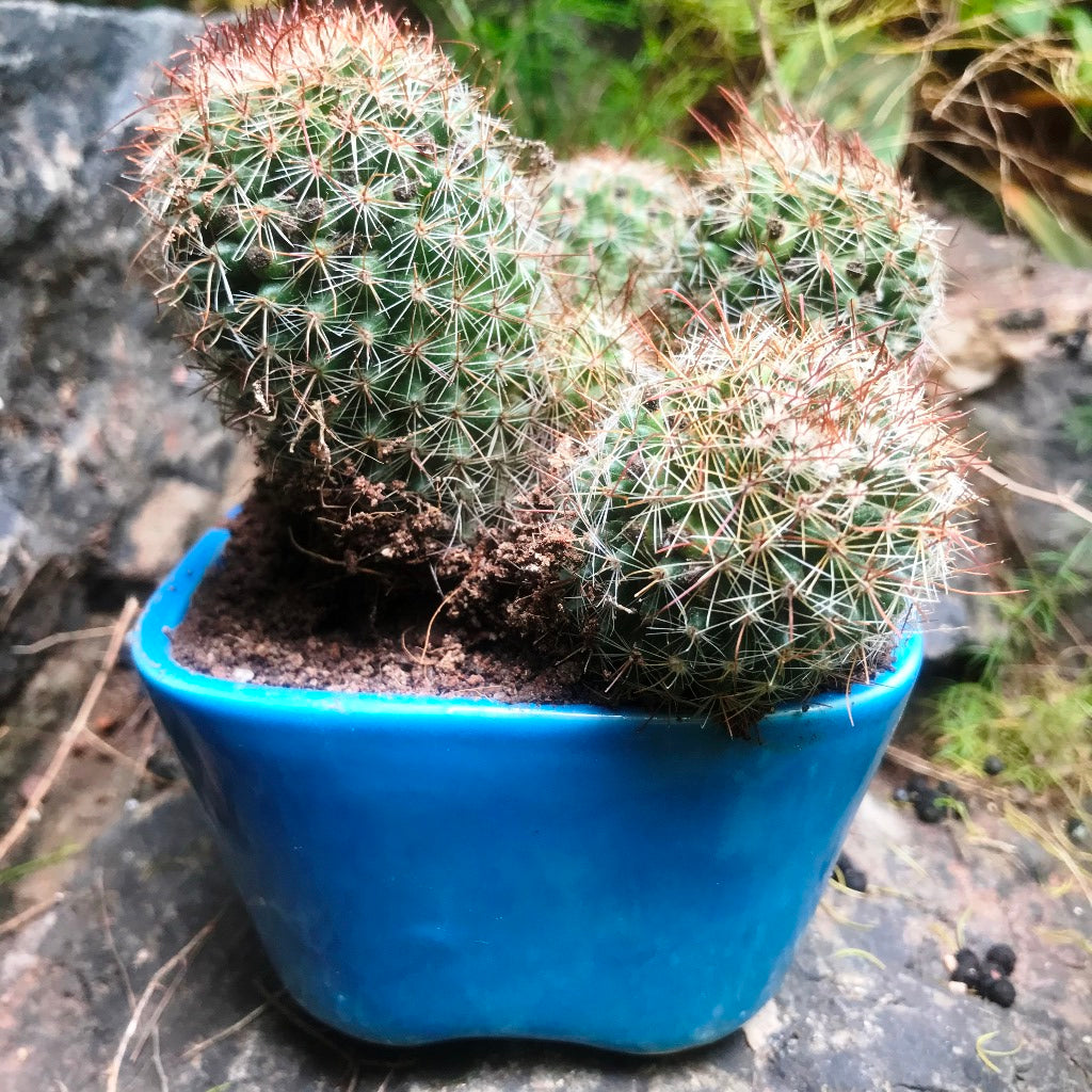  Mammillaria Spinosissima Rubrispina Clump Cactus Plant