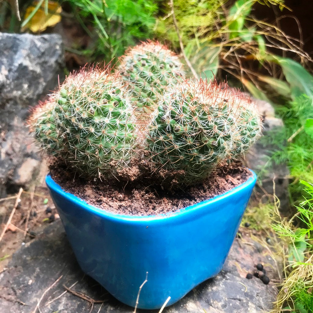  Mammillaria Spinosissima Rubrispina Clump Cactus Plant