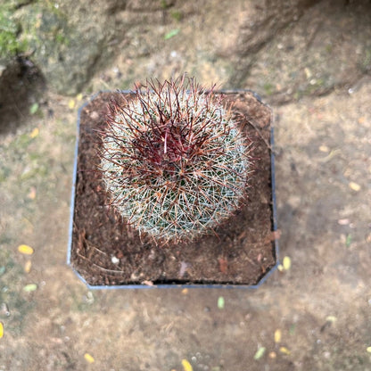 Mammillaria Spinosissima Rubra Red Headed Irishman Cactus Plant
