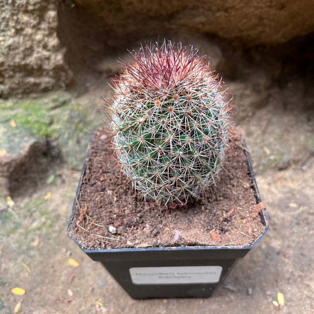 Mammillaria Spinosissima Rubra Red Headed Irishman Cactus Plant