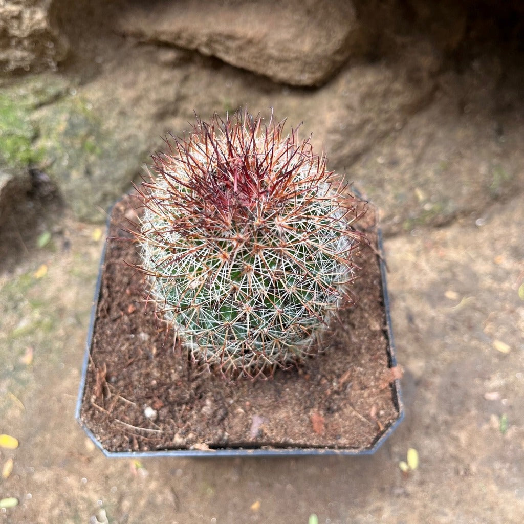 Mammillaria Spinosissima Rubra Red Headed Irishman Cactus Plant