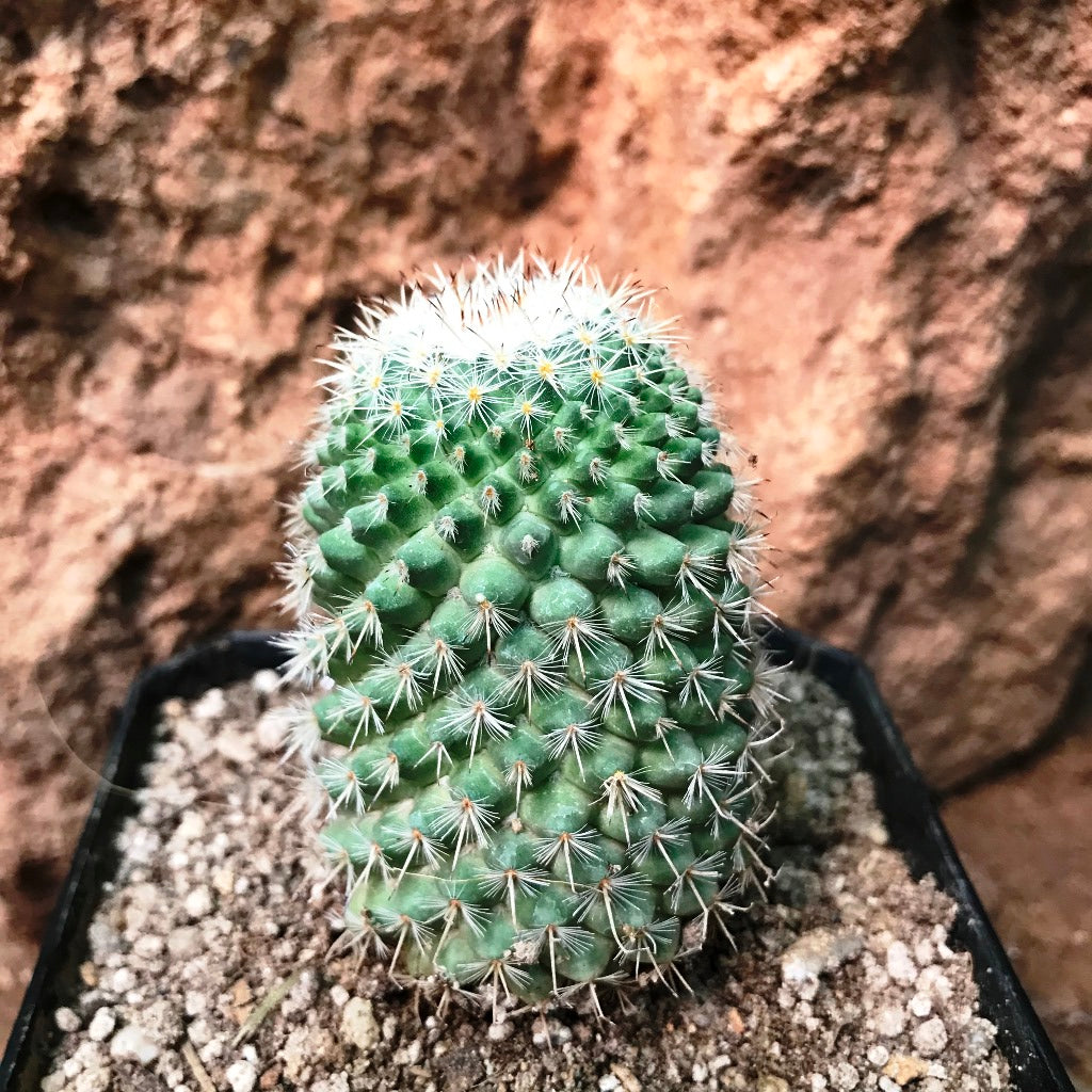  Mammillaria Voburnensis Cactus Plant