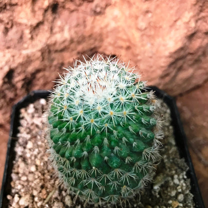  Mammillaria Voburnensis Cactus Plant