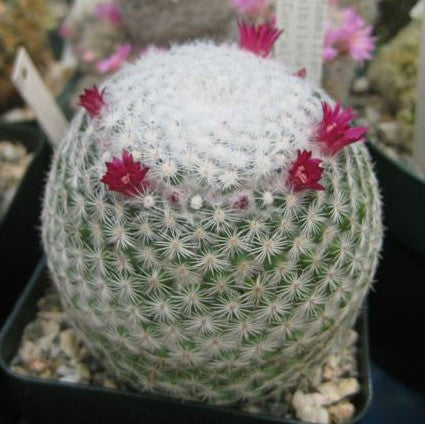  Mammillaria Albilanata Cactus Plant