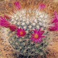  Mammillaria Bella Cactus Plant
