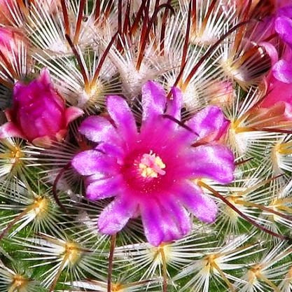  Mammillaria Bombycina Silken Pincushion Cactus Plant