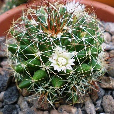  Mammillaria Camptotricha Birds Nest Cactus Plant