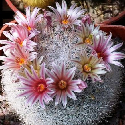  Mammillaria Candida Snowball Cactus Plant