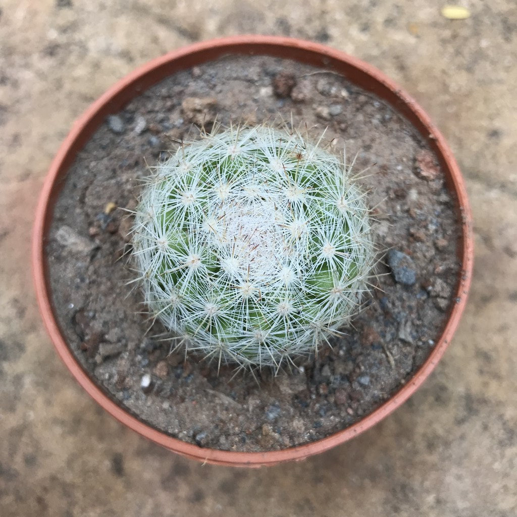  Mammillaria Elegans Elegant Nipple Cactus Plant