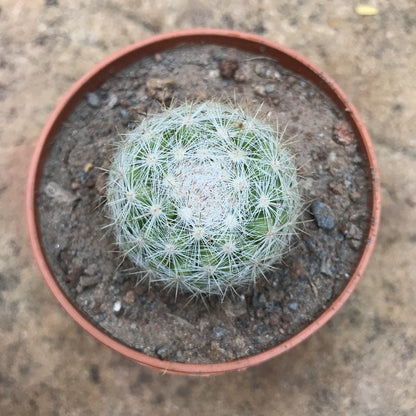  Mammillaria Elegans Elegant Nipple Cactus Plant