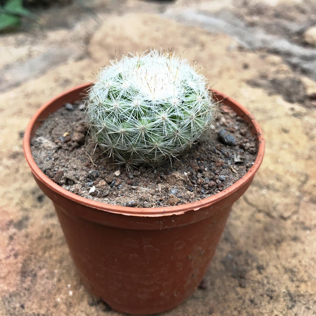  Mammillaria Elegans Elegant Nipple Cactus Plant