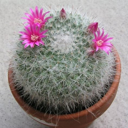  Mammillaria Hahniana Old Lady Cactus Plant