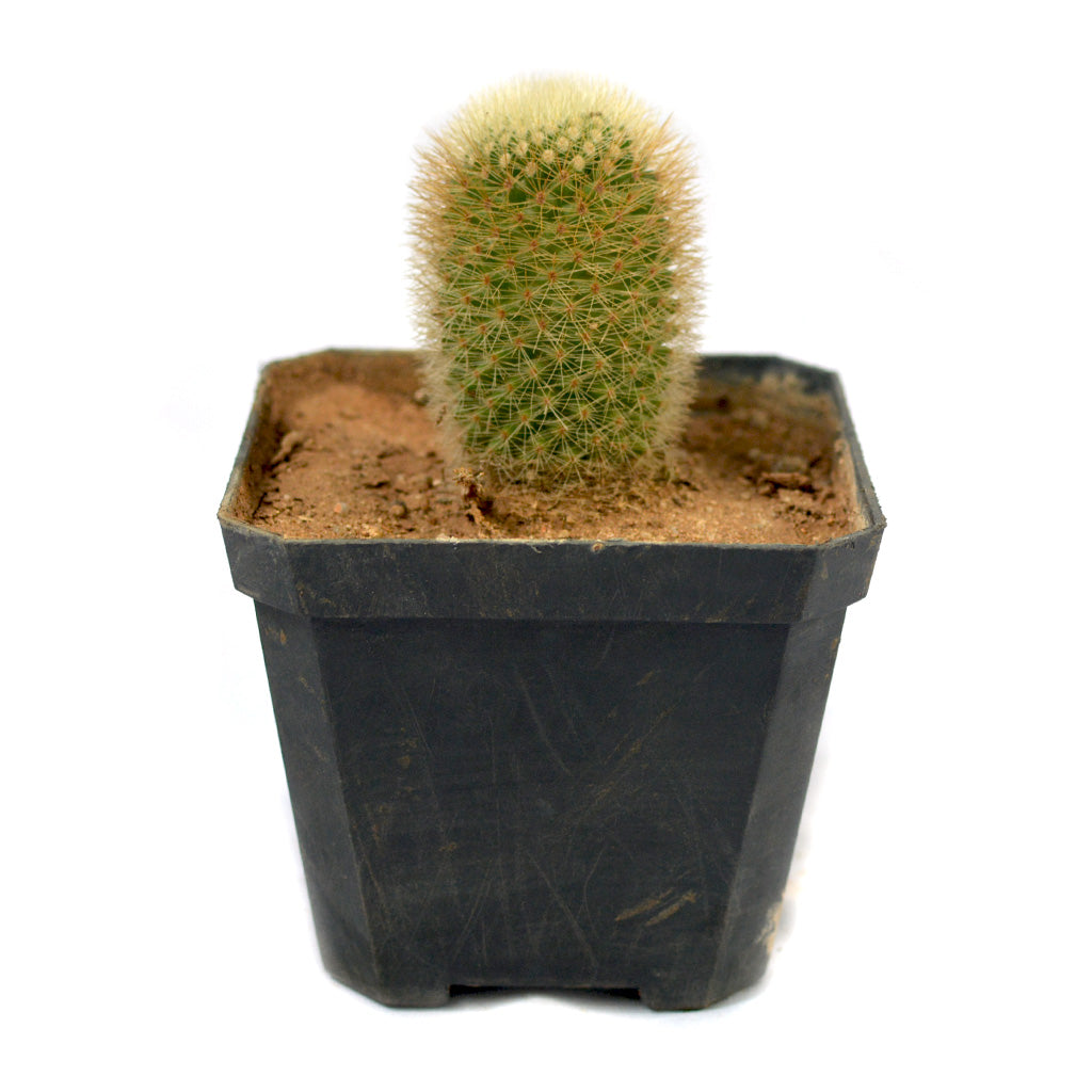  Mammillaria Matudae Thumb Cactus Plant