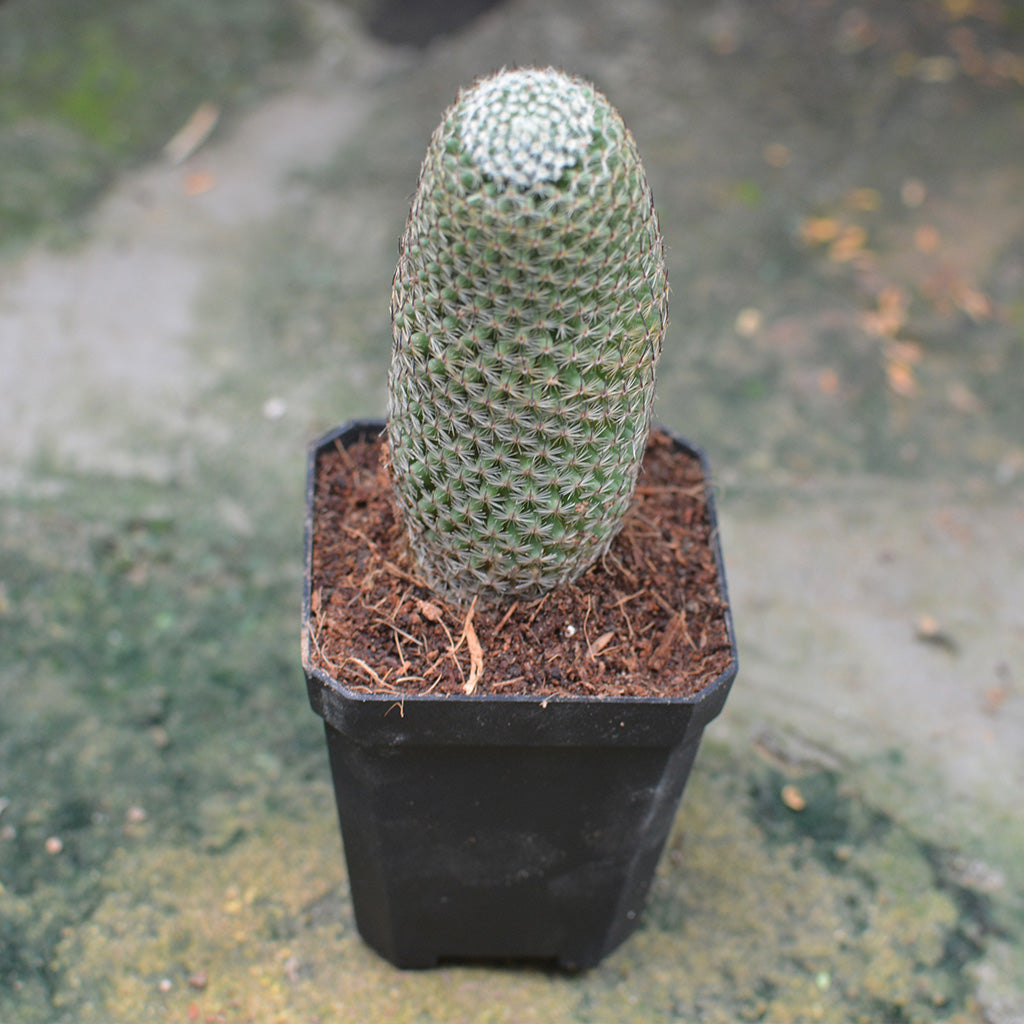  Mammillaria Perbella Cactus Plant