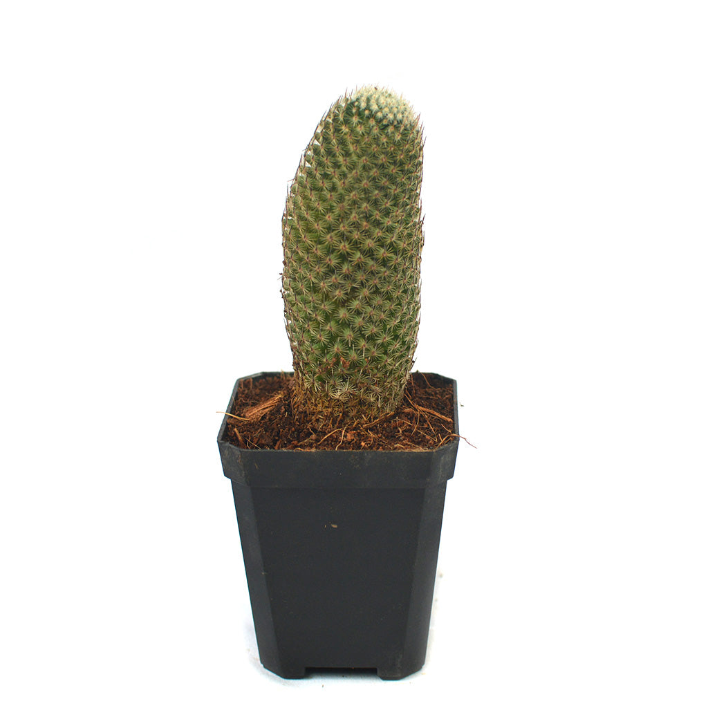  Mammillaria Perbella Cactus Plant