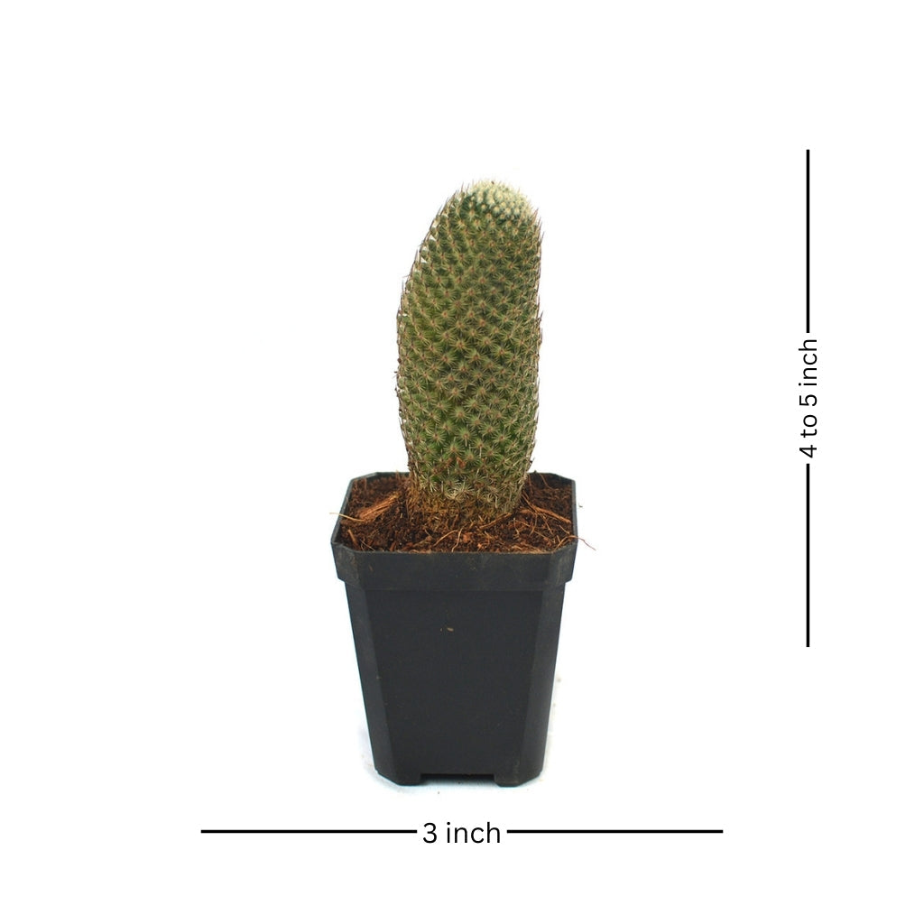  Mammillaria Perbella Cactus Plant