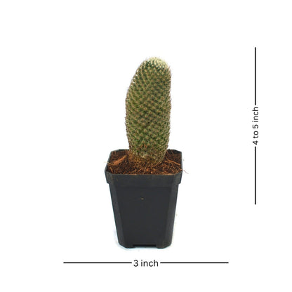  Mammillaria Perbella Cactus Plant