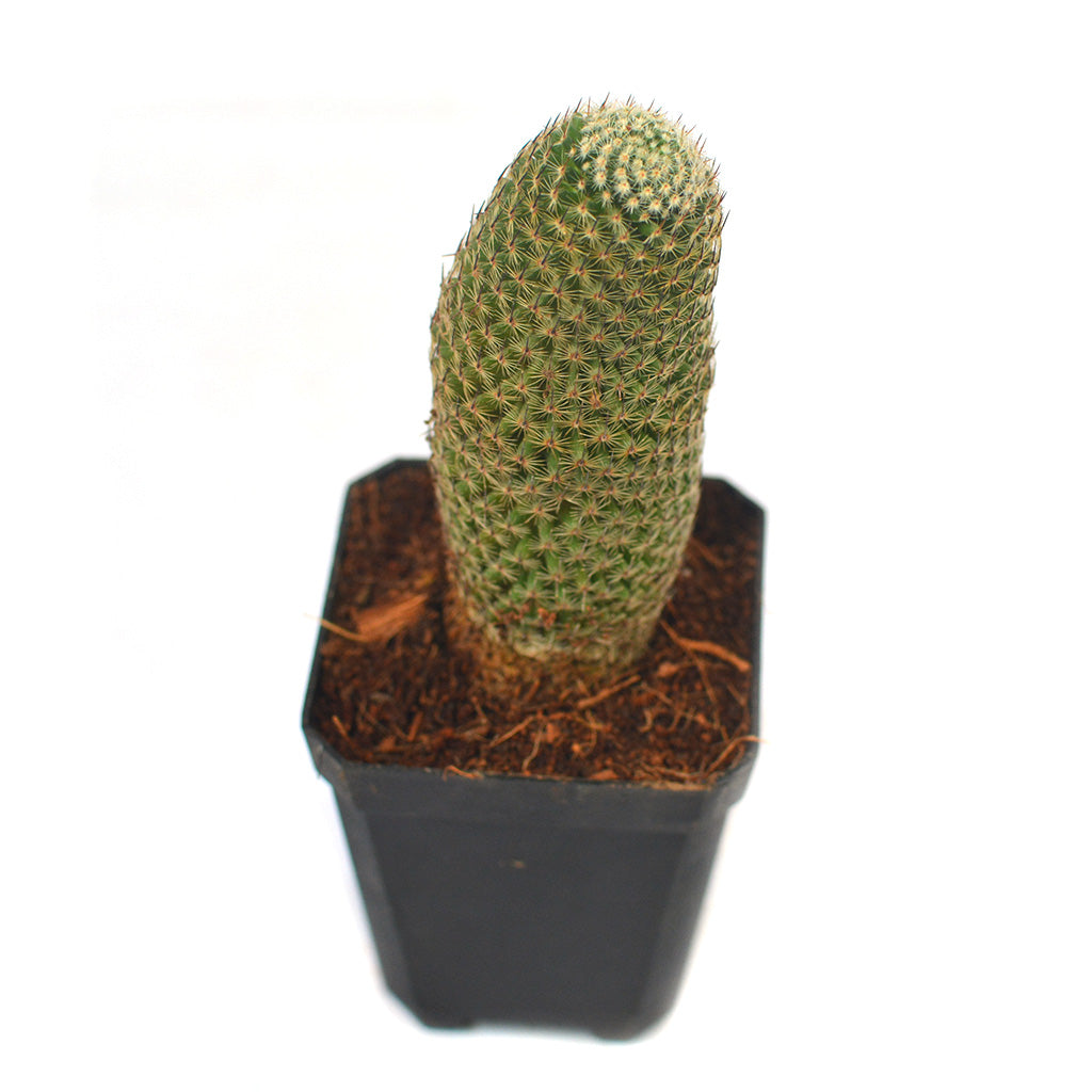  Mammillaria Perbella Cactus Plant