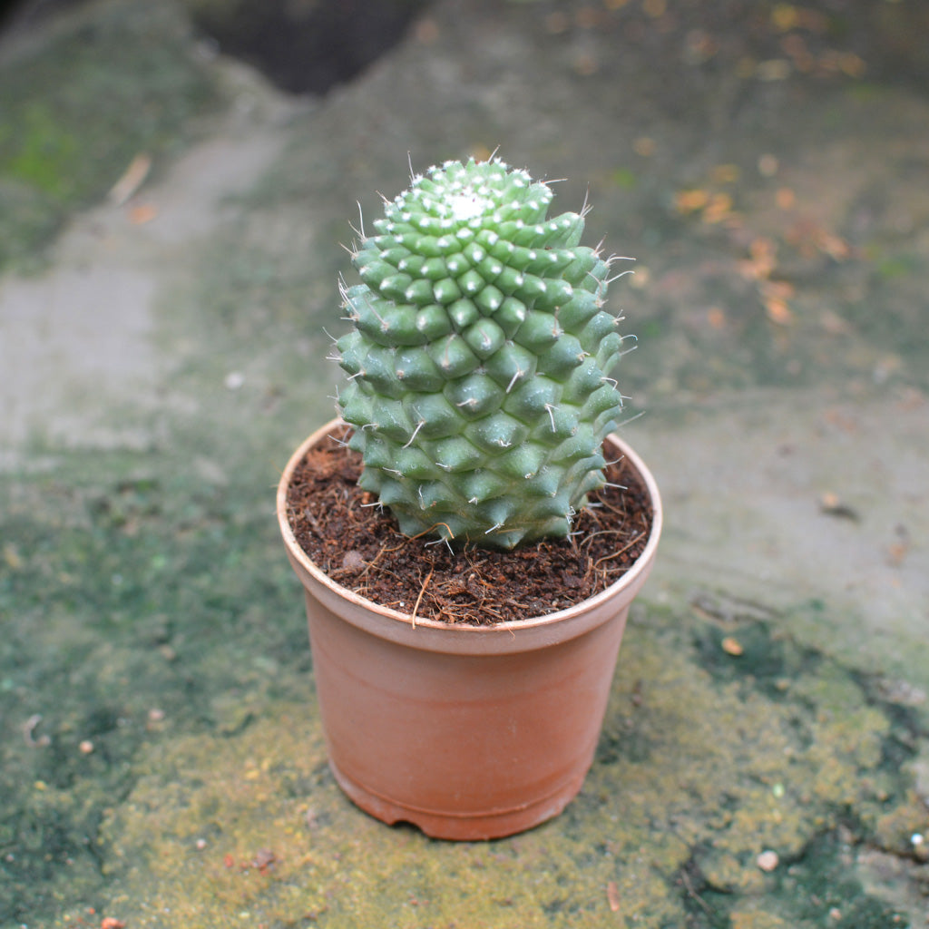  Mammillaria Polythele Toluca Cactus Plant