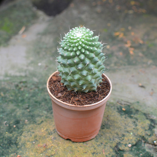  Mammillaria Polythele Toluca Cactus Plant