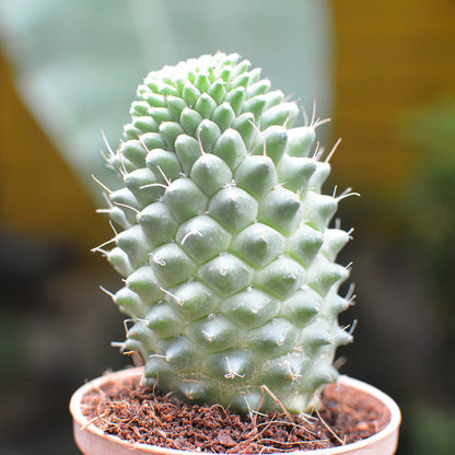  Mammillaria Polythele Toluca Cactus Plant