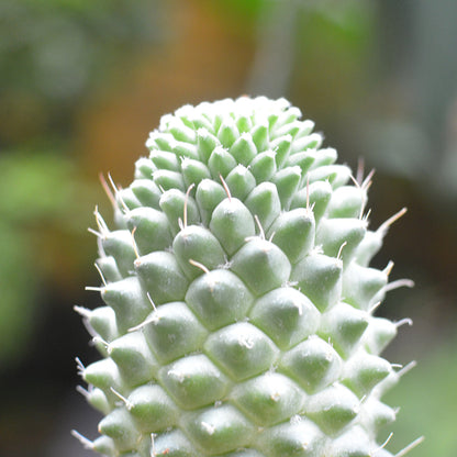  Mammillaria Polythele Toluca Cactus Plant