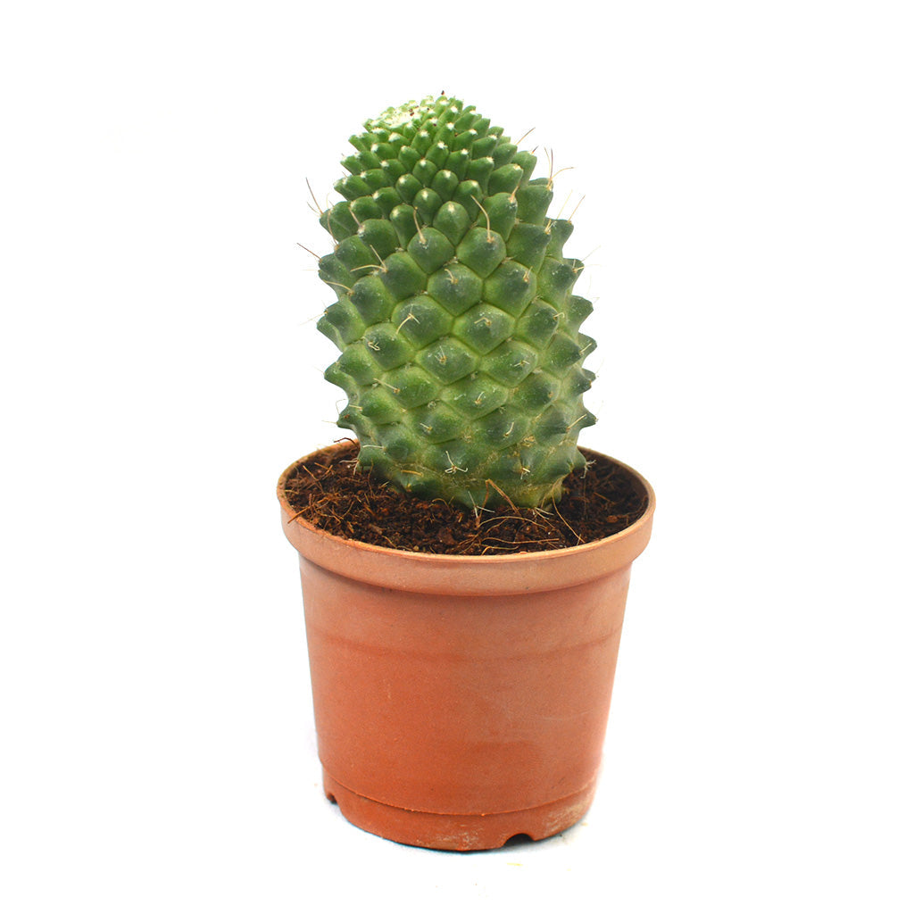 Mammillaria Polythele Toluca Cactus Plant