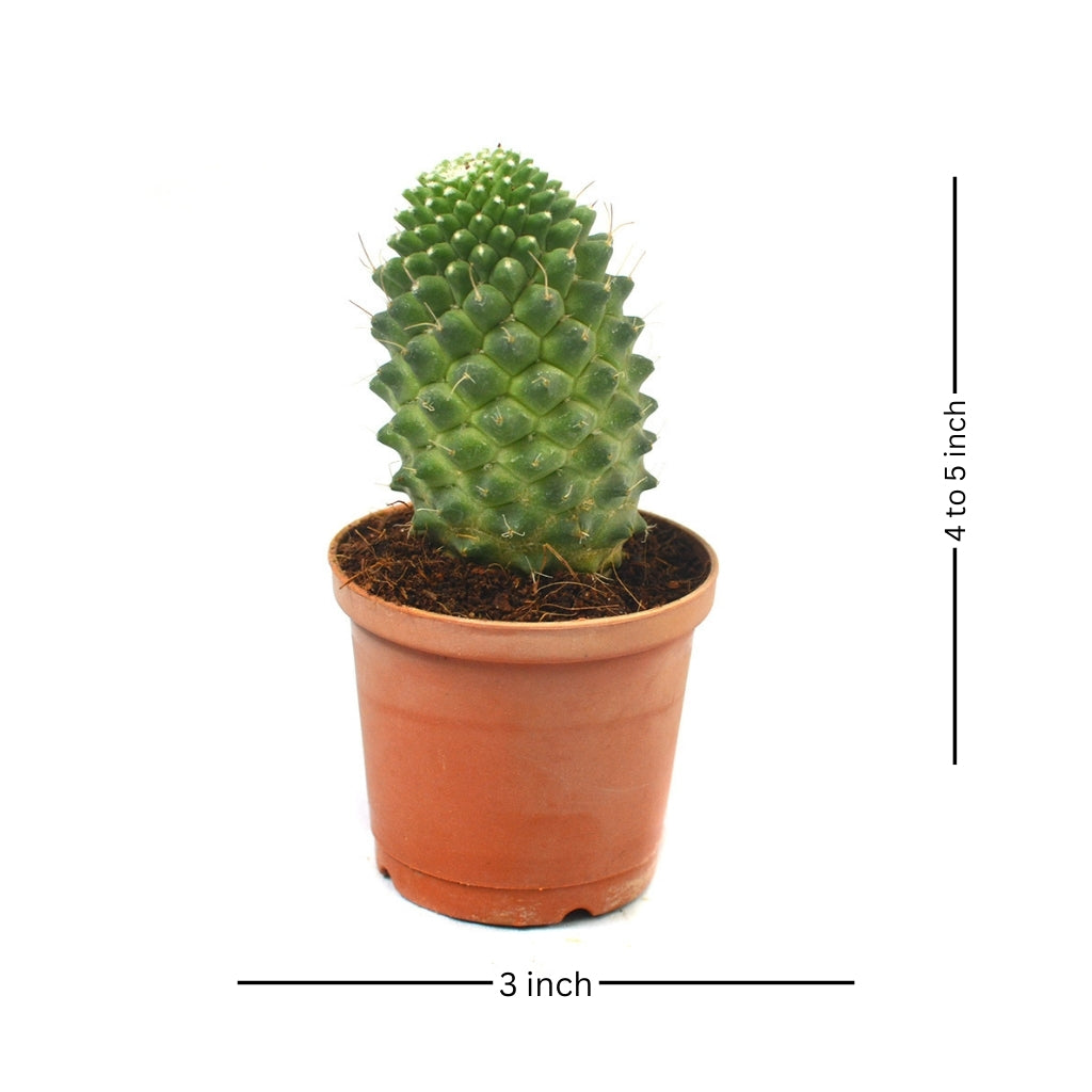  Mammillaria Polythele Toluca Cactus Plant