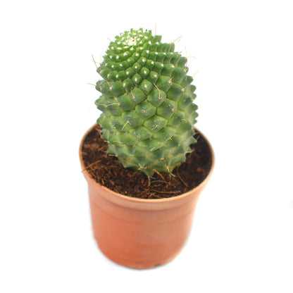  Mammillaria Polythele Toluca Cactus Plant