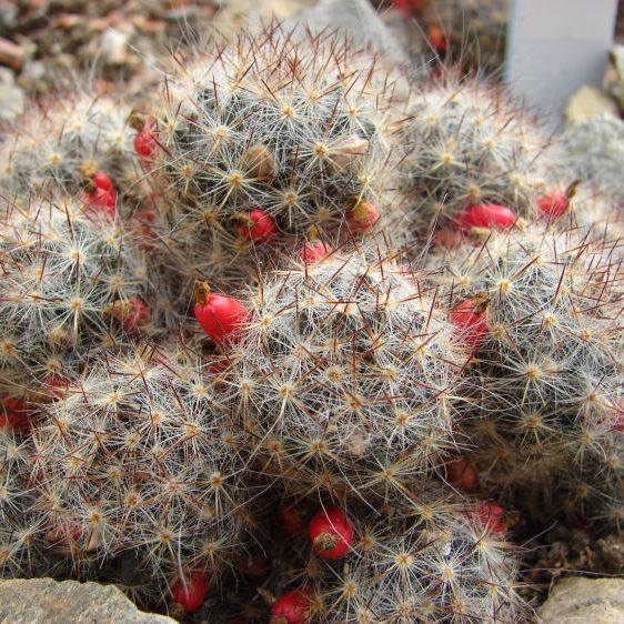  Mammillaria Prolifera Silver Cluster Cactus Plant